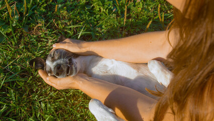 CLOSE UP, TOP DOWN: Woman caresses a cheerful mixed breed dog in a grassy field bathed in warm sunlight. Relaxed smile of a pet and gentle eye contact capture tender moment of trust and companionship.