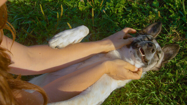 CLOSE UP, TOP DOWN: Cute dog enjoys a gentle massage while lying in the green grass. Expression of a contented doggie radiates pure happiness while being cuddled on a walk in green spring nature.