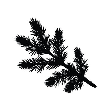pine branch silhouette vector illustration, Silhouette of pine branch with needles in detailed vector illustration design