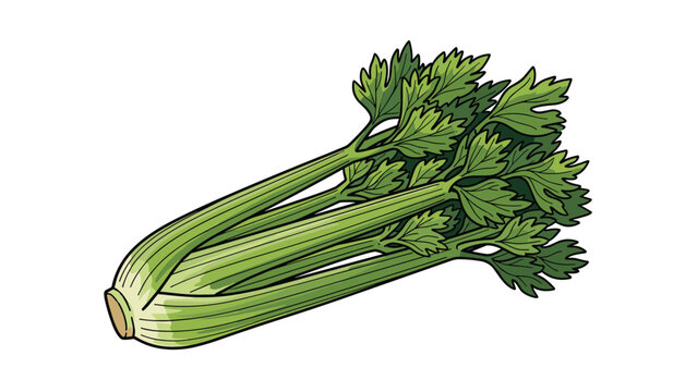 Fresh green celery stalks with leaves in a detailed colored drawing isolated on a plain white background.