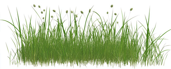 Obraz premium grass on a transparent background,