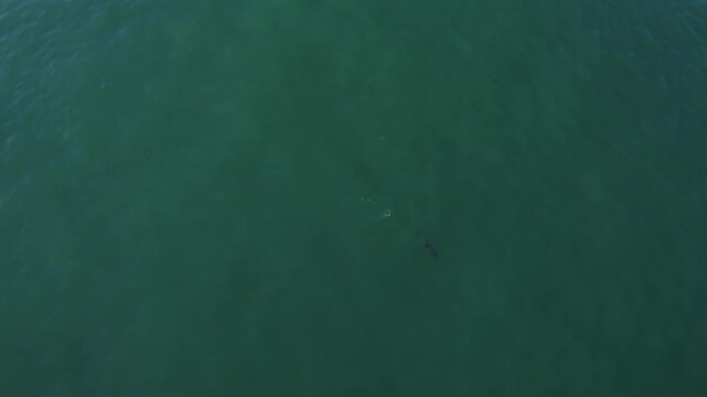 The drone is flying top down looking at a dolphin in Fuengirola Spain Aerial Drone Footage 4k. Amazing dolphin pod swimming in calm blue water. Wild mammal animals of South Africa. Tropical wildlife