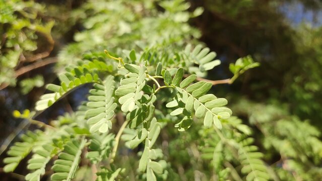 Prosopis Cineraria (Khejari) tree leaves, close up view