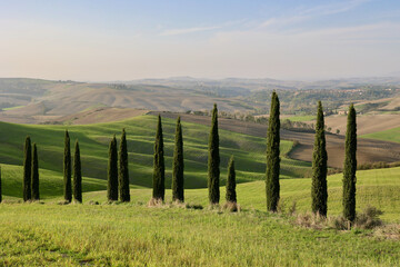 Obraz premium Cypress Trees on Rolling Hills at Evening in Asciano, Tuscany, Italy