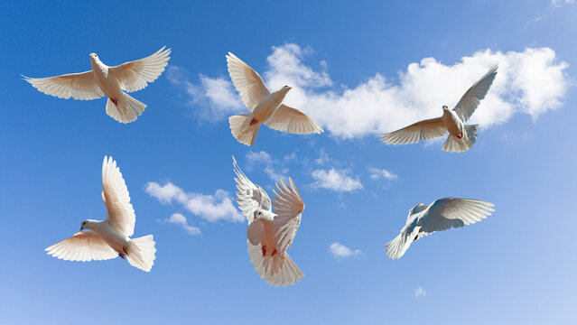 Six elegant white doves flapping their wings in the blue sky. A high-quality composition captured from different angles, representing freedom, peace, and purity.