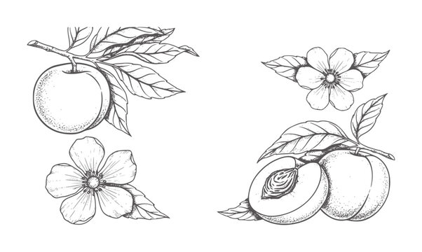 Hand drawn of peaches and blossoms branches flower fruit