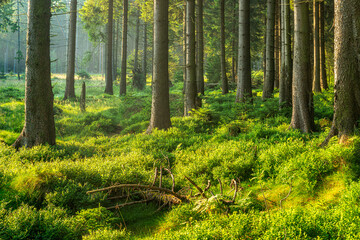 Unberührter naturnaher Fichtenwald im warmen Licht der Morgensonne, Heidelbersträucher bedecken den Boden, Nationalpark Harz, Niedersachsen, Deutschland © AVTG