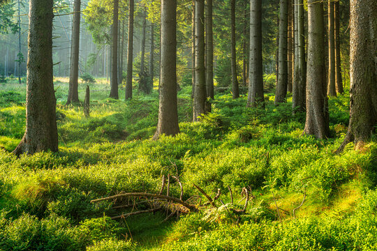 Unber&uuml;hrter naturnaher Fichtenwald im warmen Licht der Morgensonne, Heidelberstr&auml;ucher bedecken den Boden, Nationalpark Harz, Niedersachsen, Deutschland