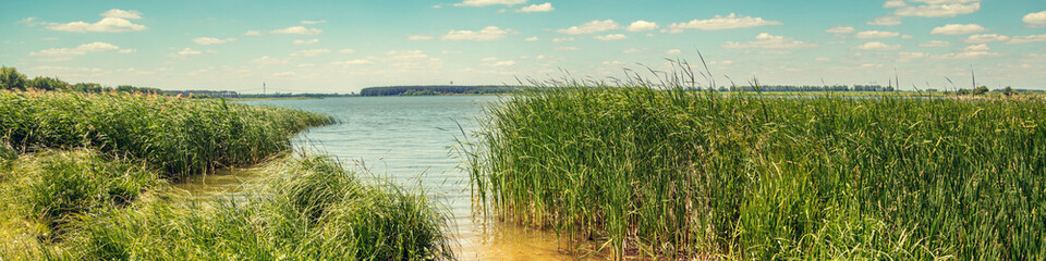 Fototapeta premium Lake shore with sedge and blue sky. Beautiful wild nature