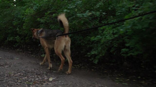 A dog being walked on a leash along a quiet suburban path with lush green trees and nature