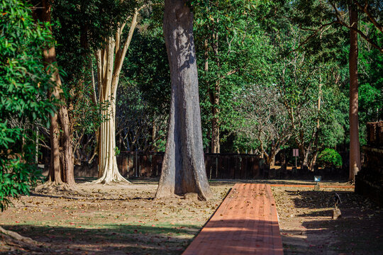 Nature background in summer with trees blooming or changing color to beautiful pink, Cassia trees, flower beds planted in parks or along roads to attract the attention of onlookers.