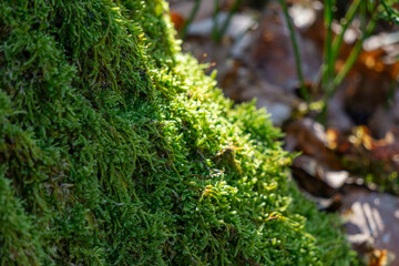 Green forest moss growing on tree trunk