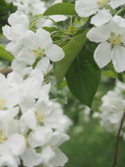 apple tree blossoming. apple tree flowers in spring. tree blossoming in spring
