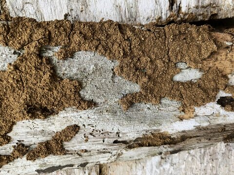 Termite mud tubes and wood damage on weathered timber. colony destruction.