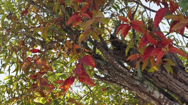 Parasitic plants on trees during the summer.