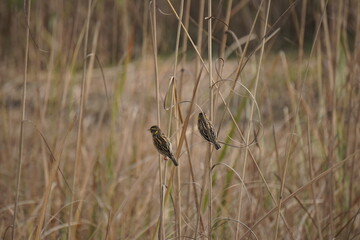 Birds Perched Tall Grass Meadow Wildlife Nature Pair 4K HD Ultra 