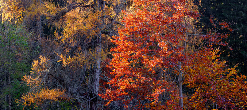 Autumn trees with orange and yellow leaves stand against a dark forest backdrop. Adamello Brenta Natural Park, Madonna di Campiglio,Trentino,Italy