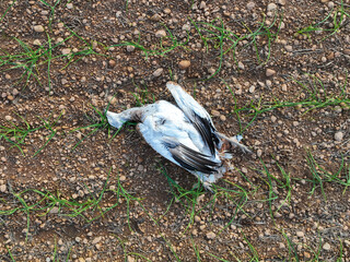 Dead great bustard (Otis tarda) lying on dry stony ground in a rural field in Albacete, Spain. Documentary image highlighting wildlife mortality, farmland ecosystems and bird conservation concerns