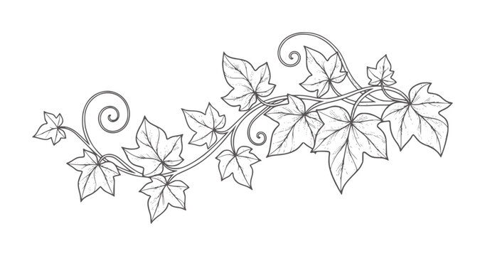 Black and white ivy vine with swirling tendrils and leaves swirls