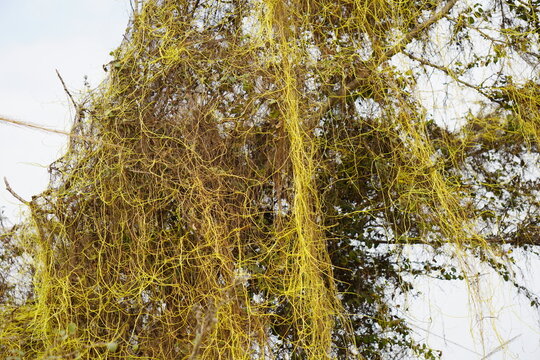 Dodder Plant Cuscuta Parasitic Vine Yellow Tangled Branches 4K HD Ultra 