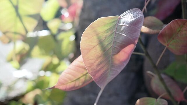 Pipal tree banyan sprout new leaves and shoots during the leaf-shedding period