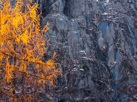 A golden larch tree stands against a gray rock face with patches of snow. Genova vallery,Adamello Brenta Natural Park,Strembo,Trentino,Italy