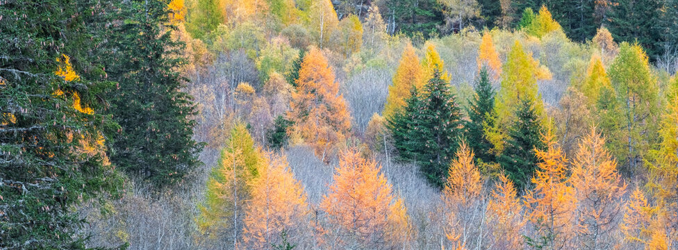 A panoramic view of a forest with trees in various autumn colors, including green, yellow, and orange. Genova vallery,Adamello Brenta Natural Park,Strembo,Trentino,Italy