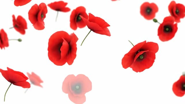 A beautiful animation of vivid red poppy flowers gently descending on a pure white backdrop, perfect for overlays.