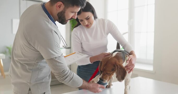 Veterinarian gives consultation to beagle dog owner. At the clinic the woman reviews paperwork and gets checkup advice as vet writes on a clipboard. Clear concept of veterinary consultation.