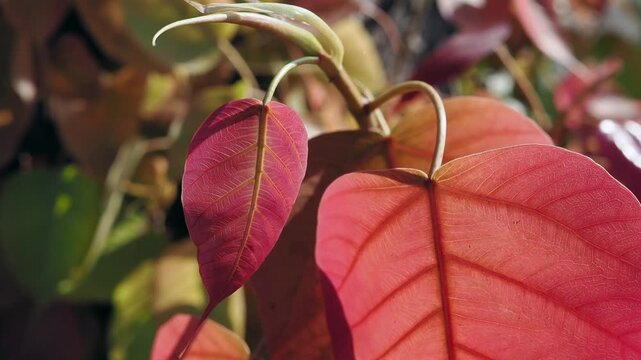 Pipal tree banyan sprout new leaves and shoots during the leaf-shedding period