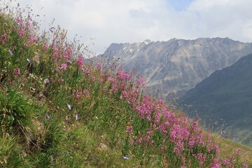 Obraz premium Ivan-tea thickets against the backdrop of the Caucasus Mountains on a sunny summer day, Mount Cheget