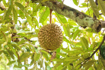 Close up Fresh Raw Durian Hanging on Tree in The Garden © LiamProject