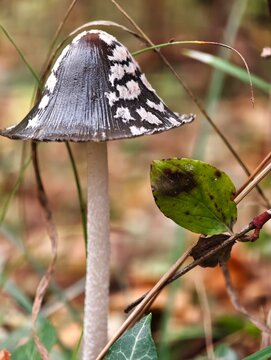 Unique black and white speckled magpie inkcap mushroom stands tall in its natural woodland environment.