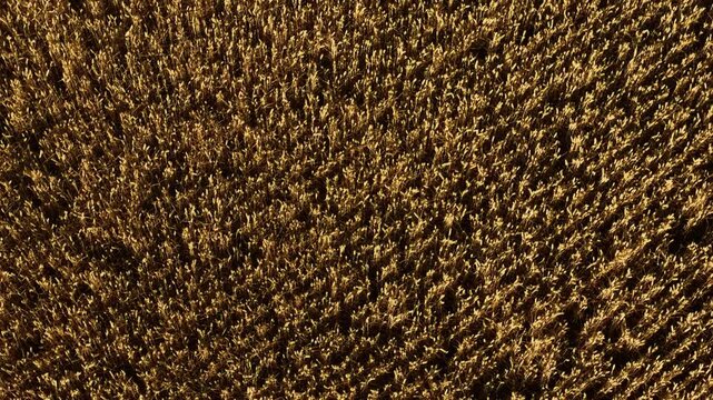 Wheat clustering tightly in golden field. Barley forming compact textured pattern. Grain growing thickly across farmland surface. Rye spreading evenly under warm sunlight