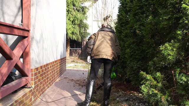 Spring gardening. Blowing out old needles from a thuja tree, gardening, a woman blowing yellow thuja leaves with a wind blower.