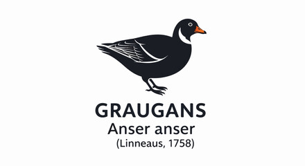 Naklejka premium Stylized illustration of a grey goose with scientific name and common name below