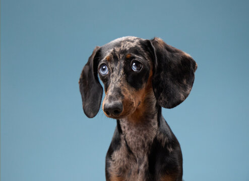 A dachshund sits calmly with its head slightly tilted toward the viewer. The clean blue background enhances the dog details.