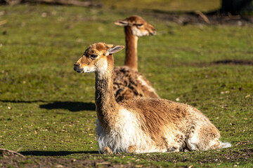 Vicunas, Vicugna Vicugna, relatives of the llama in a German park © rudiernst
