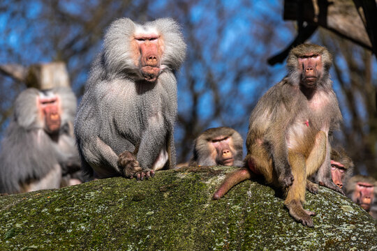 The hamadryas baboon, Papio hamadryas is a species of baboon