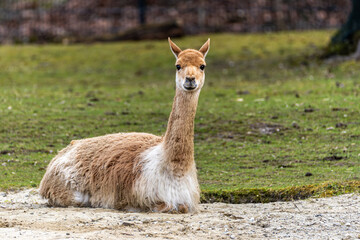 Fototapeta premium Vicunas, Vicugna Vicugna, relatives of the llama in a German park
