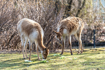 Fototapeta premium Vicunas, Vicugna Vicugna, relatives of the llama in a German park