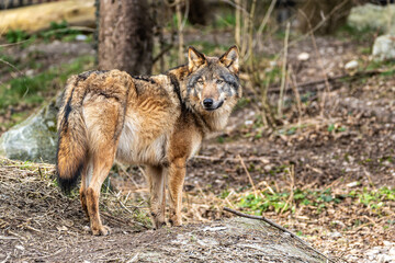 Fototapeta premium European Grey Wolf, Canis lupus swimming in a water pond