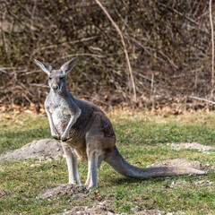 The red kangaroo, Macropus rufus is the largest of all kangaroos and the largest extant marsupial. © rudiernst
