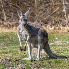 The red kangaroo, Macropus rufus is the largest of all kangaroos and the largest extant marsupial. © rudiernst