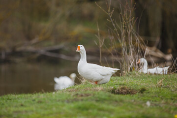 Obraz premium White goose standing on green grass near water