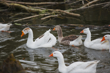 Domestic geese swimming together in natural water source