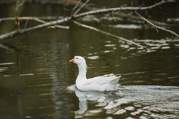 Obraz premium White goose swimming on pond water creating ripples