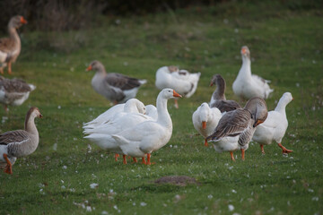 Obraz premium Domestic geese flock grazing on green farm field