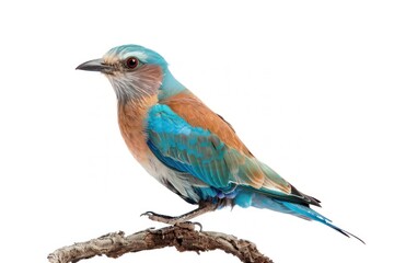 Colorful bird perched on branch