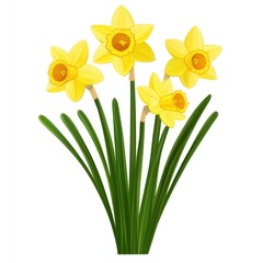 Daffodils flowers illustration blossom spring.